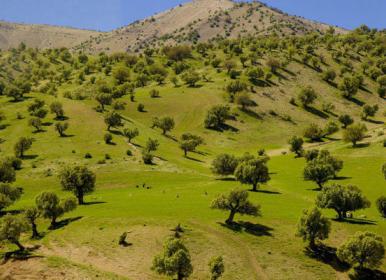 جاذبه های «مانشت» ایلام را دراین فیلم ببینید+ویدئو