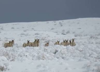 گورخرهای پارک ملی توران در یک روز برفی