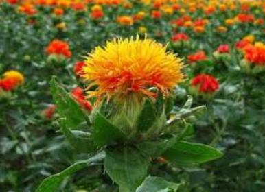 توجه به کشت گل \