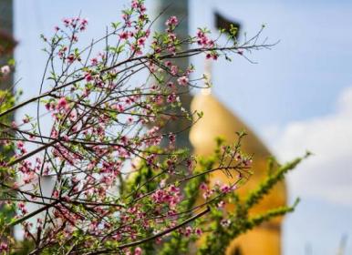 پذیرایی لرستانی‌ها از روزه داران در حرم حضرت معصومه(س)