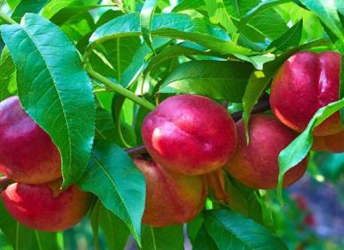 توسعه باغداری در شهرستان گلپایگان + فیلم
