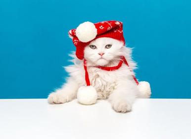 زندگی لاکچری سگ و گربه‌ها در شمال تهران+فیلم