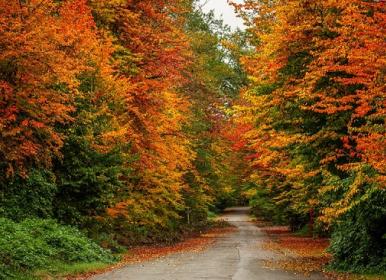 پاییز هزار رنگ جنگل های هیرکانی + عکس
