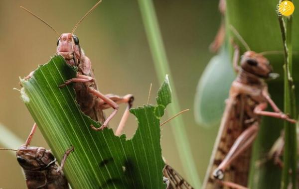 احتمال ورود ملخ صحرایی از هند به جنوب کشور