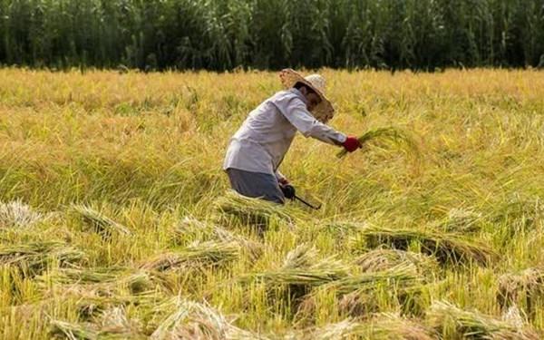 کاهش ۱.۷ درصدی نرخ بیکاری در روستاها