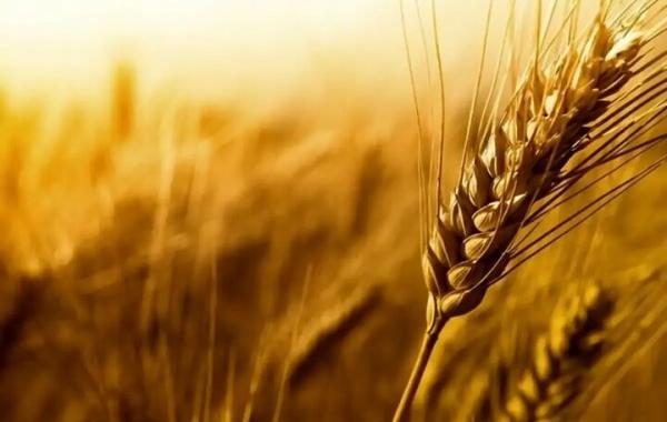 خرید ۱۴۰ هزار تن گندم از کشاورزان لرستانی
