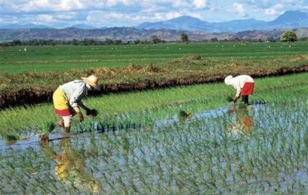 تلاش دولت ژاپن برای کنترل گرانی برنج