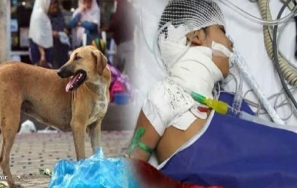 ثبت 77 مصدوم گازگرفتگی سگ در مازندران