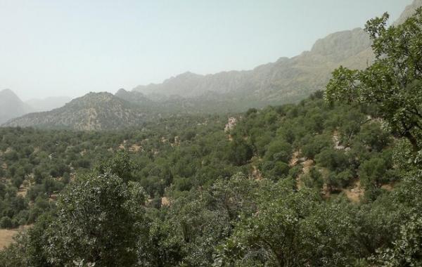 ناقوس مرگ زاگرس؛ زوالی که کمک می‌طلبد