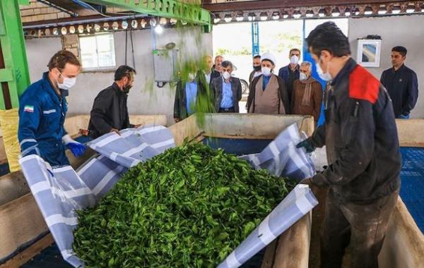  ۲۵ هزار تن برگ سبز چای خریداری شد
