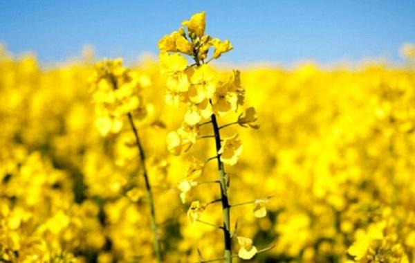 عقب‌نشینی از خودکفایی و تهدید امنیت غذایی