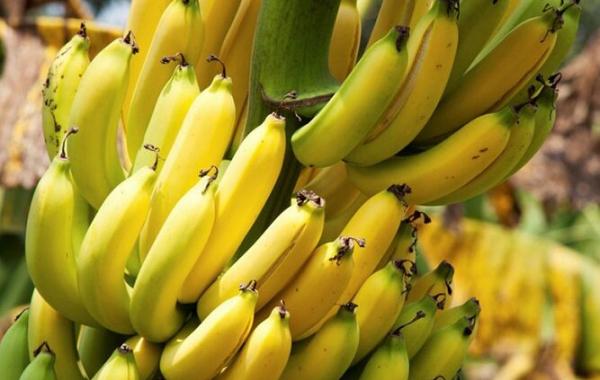  واردات محصولات کشاورزی طبق روال انجام می شود