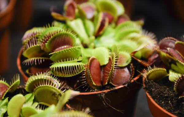 گیاهان گوشت‌خوار شگفت‌انگیز که حشرات را شکار می‌کنند