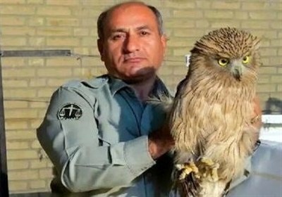 قاتل محیط‌بان \