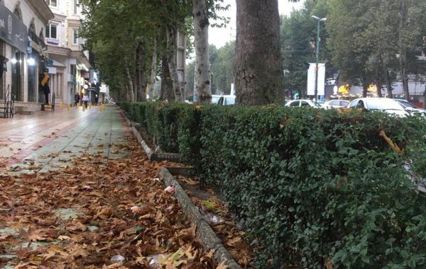 ماجرای مشکوک خشک‌شدن درختان تهران در تابستان