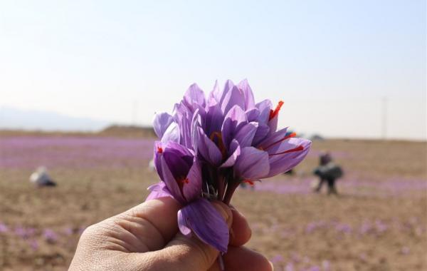 صندوق‌های زعفران پربازده‌ترین ابزار مالی هفته