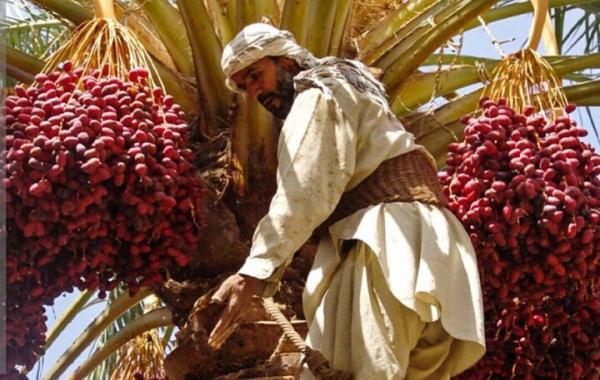 آیین هامین؛ سنتی ماندگار از همدلی نخلداران