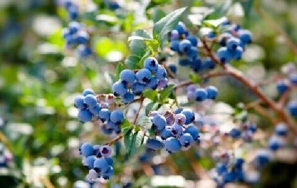 ارزش اقتصادی قابل توجه بلوبری در کشور