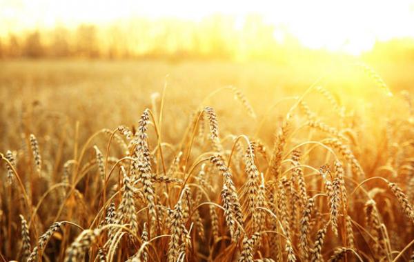 رشد ۹.۳ درصدی خرید گندم در استان لرستان