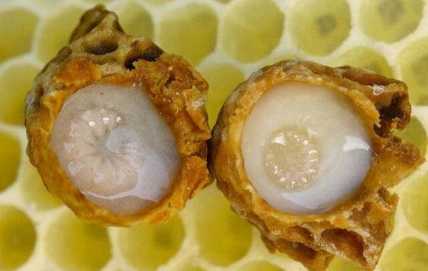 ژل رویال ، امید تازه محققان برای باروری مردان