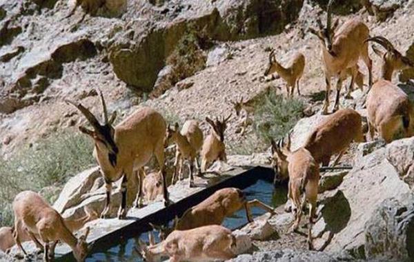 حضور گله‌ای از کل در منطقه حفاظت‌شده چاشلوبار