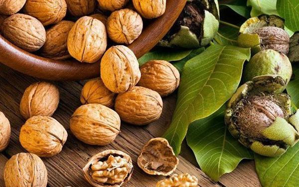 گردوی تویسرکان شایسته جهانی شدن است