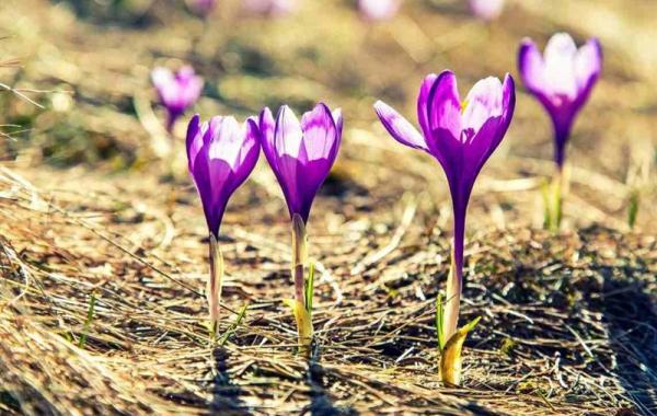 ۵۸۸ کیلوگرم زعفران نگین دادوستد شد