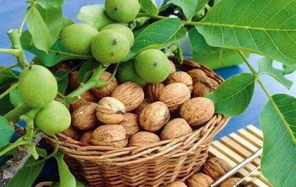 تجاری‌سازی باغ ها با استفاده از روش‌های نوین