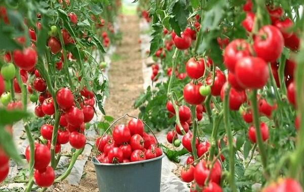 مصرف آب در گلخانه‌ها یک‌دهم فضای باز است