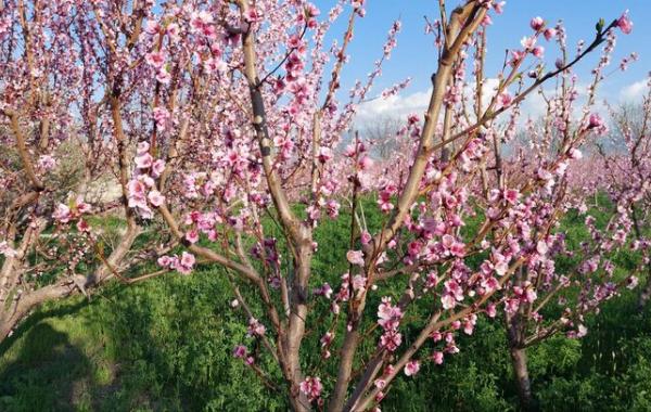 توصیه‌های طب ایرانی برای تغذیه در فصل بهار