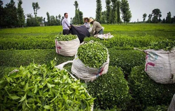 پرداخت تسهیلات کم‌بهره به چای‌کاران آغاز شد