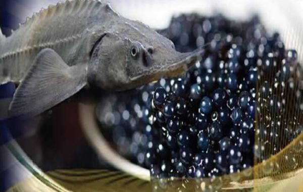 بیش از ۹۰ درصد خاویار تولیدی کشور صادر می‌شود