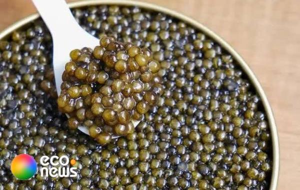 خاویار ایرانی همچنان پرطرفدار در بازارهای جهانی