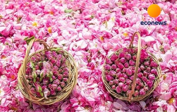 همایش «ایران، سرزمین گل محمدی» ۲۷ آبان برگزار میشود