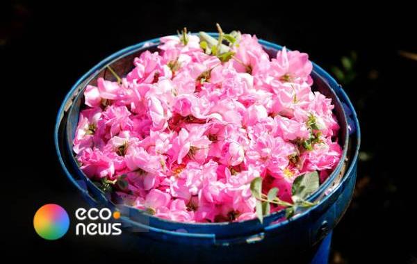  ضرورت تقویت موضع ایران در ثبت جهانی اسانس گل محمدی