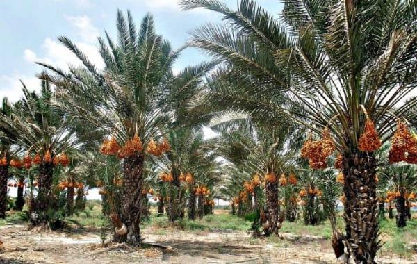 خرماپزان نخلداران در سایه بی‌مهری مسئولان