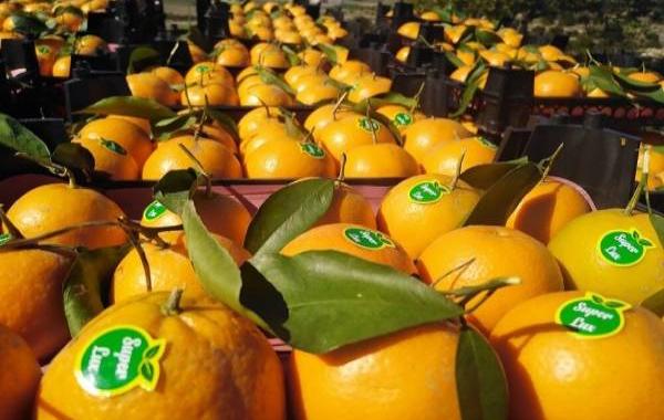 صادرات ۲۰۰ میلیون دلاری مرکبات تازه و فرآوری شده 