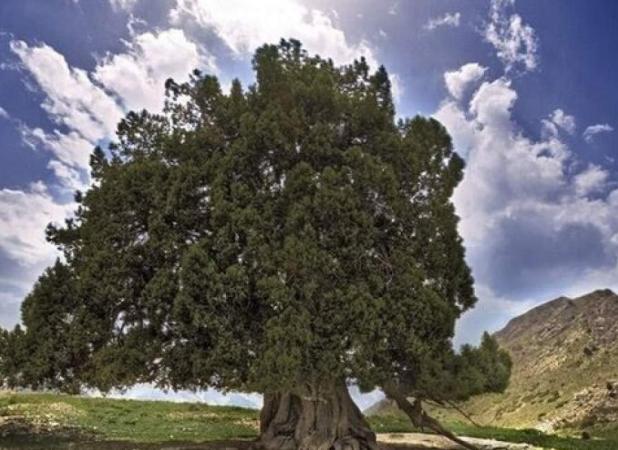 کهنسالترین درخت ایران ثبت ملی شد