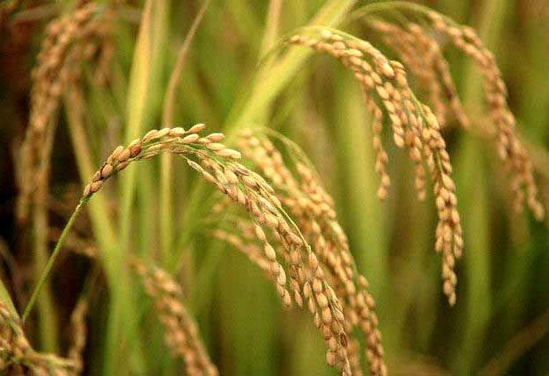 دولت برای تنظیم بازار برنج چه برنامه‌ای دارد؟