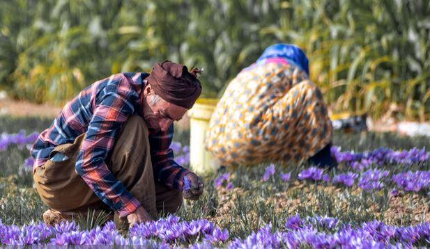 ایران 90 درصد زعفران جهان را تامین می‌کند