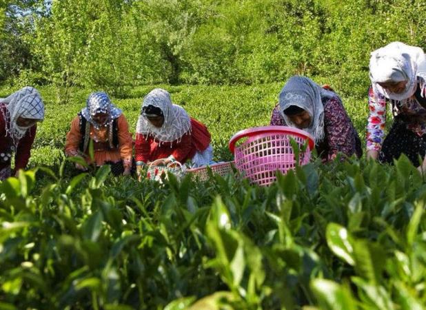 ۸۸ درصد مطالبات چایکاران پرداخت شد