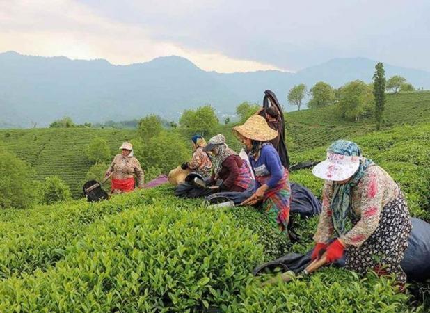 افزایش 30 درصدی بهای خرید برگ سبز چای