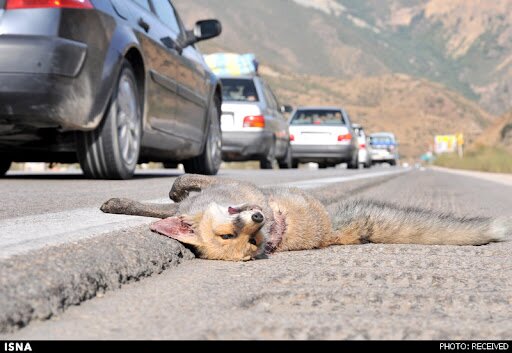 هشدار محیط زیست البرز به رانندگان در محورهای کوهستانی؛ مراقب تردد حیات‌وحش باشید