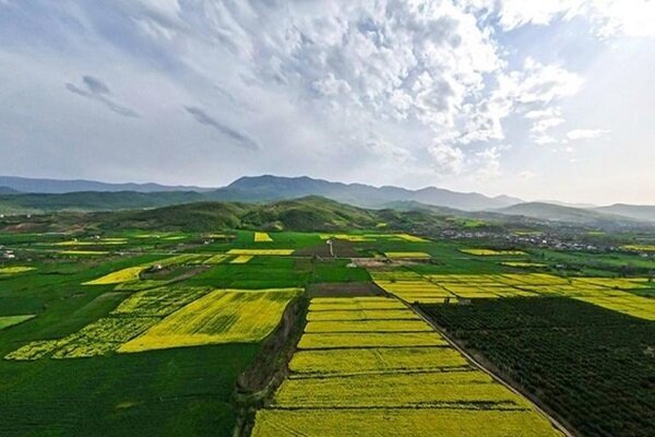 کشت بیش از سه هزار هکتار حبوبات دیم در اراضی کشاورزی شهرستان قزوین