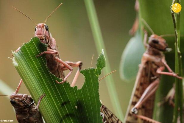 احتمال ورود ملخ صحرایی از هند به جنوب کشور