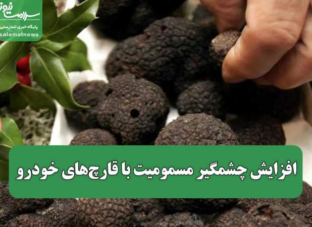 افزایش چشمگیر مسمومیت با قارچ‌های خودرو