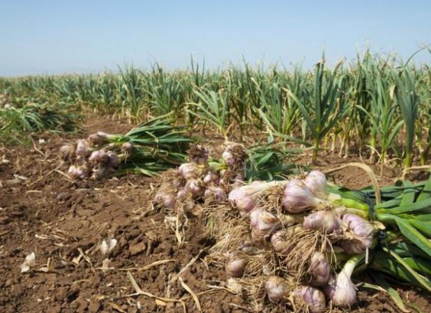 آغاز برداشت بیش از ۷۵۰۰ تُن سیر از مزارع شهرستان عجب‌شیر