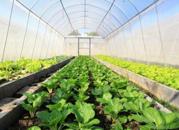 زیرساخت توسعه شرکت‌های دانش‌بنیان در بخش کشاورزی خنداب فراهم است