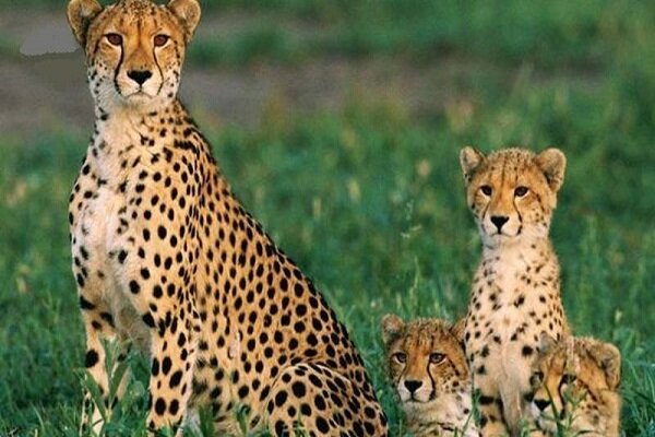 تلاش‌ها برای حفاظت از یوز ایرانی به کجا رسید؟