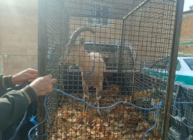 کشف و ضبط یک رأس کل وحشی در بازرسی از یک کارواش در ایلام